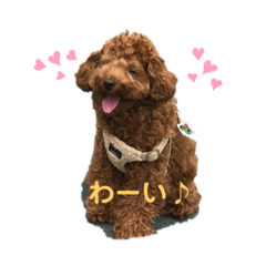 [LINEスタンプ] とらくんスタンプ！！1