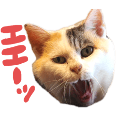 [LINEスタンプ] ご近所みぃちゃん2