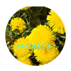 [LINEスタンプ] Kinko_写真3