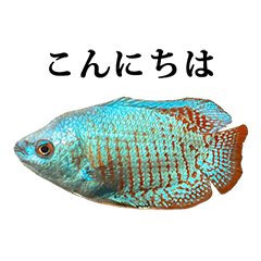 [LINEスタンプ] 熱帯魚 グラミー と 文字