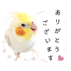 [LINEスタンプ] オカメインコのこんち·͜· *