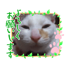 [LINEスタンプ] 笑える猫たち