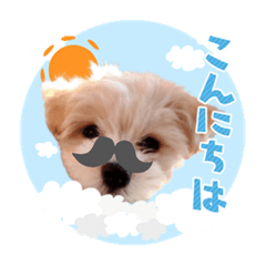 [LINEスタンプ] マルプー犬レモンの日常