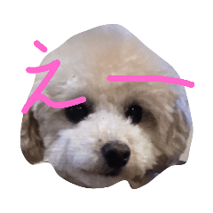 [LINEスタンプ] 文句あるの？