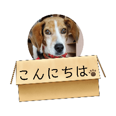[LINEスタンプ] うしおの挨拶スタンプ
