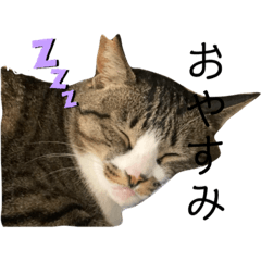 [LINEスタンプ] たっきスタンプ