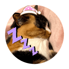 [LINEスタンプ] ねこ2匹のすたんぷ