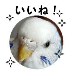 [LINEスタンプ] インコのシンプルなひとこと