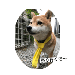 [LINEスタンプ] 柴犬メープル 日常