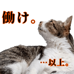 [LINEスタンプ] キジ白ばぁばの無心撃退スタンプ