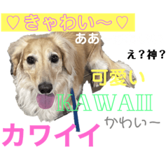 [LINEスタンプ] わんぱくダックス！犬の空くん