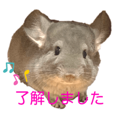 [LINEスタンプ] チンチラバイオレットのちろたん