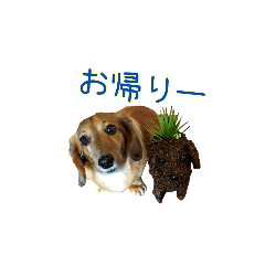 [LINEスタンプ] ダックス・イタグレ日常スタンプ