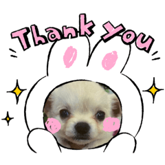 [LINEスタンプ] チワワの甘え上手なアゲハ嬢♡