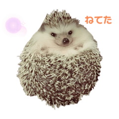 [LINEスタンプ] ハリネズミのまろさん