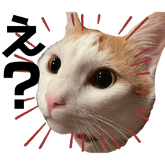 [LINEスタンプ] 茶白猫 チャイの日常2