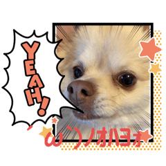 [LINEスタンプ] わんわんっ！！ まるまるスタンプ2