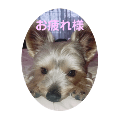 [LINEスタンプ] みんな大好きよもぎさん♡
