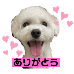 [LINEスタンプ] マルプーもものすけスタンプ