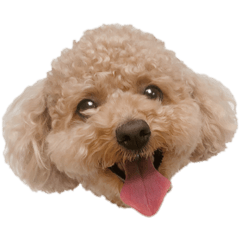 [LINEスタンプ] 愛犬2匹のかわいい子供