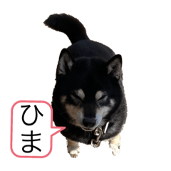 [LINEスタンプ] ラッキーの日常①