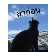 [LINEスタンプ] แมวและดอกไม้รักษา
