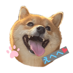 [LINEスタンプ] 柴犬ひまり①