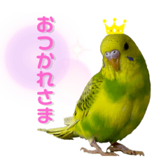 [LINEスタンプ] うちのインコ達（OI）追加