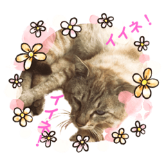 [LINEスタンプ] 猫スタンプ1(8個)
