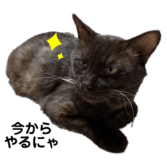 [LINEスタンプ] 愛しのサンちゃん2