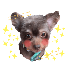 [LINEスタンプ] かわいいパピちゃん