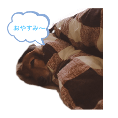 [LINEスタンプ] 我が家のころんの日常