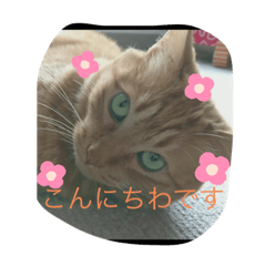 [LINEスタンプ] ちゃちゃまるスタンプ❤️