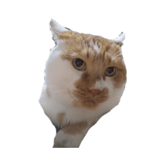 [LINEスタンプ] まるにゃその1