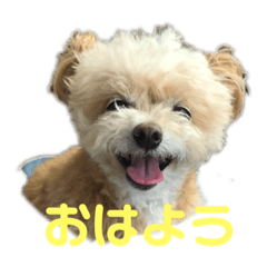 [LINEスタンプ] チワプー ララのスタンプ