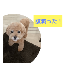[LINEスタンプ] ジィジィ君