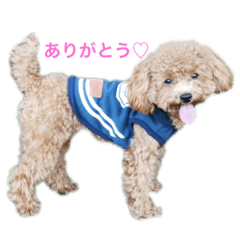 [LINEスタンプ] トイプードルくぅ