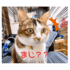 [LINEスタンプ] みみちゃんのすたんぷー