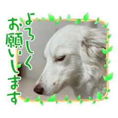 [LINEスタンプ] ボーダーのキモチ7