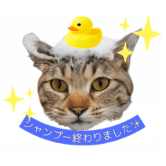 [LINEスタンプ] トリミングサロンMKDOGスタンプ