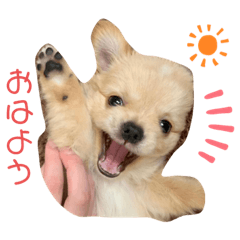 [LINEスタンプ] ちんくんすたんぷ