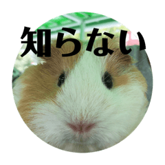 [LINEスタンプ] ぽふぽふどうぶつ