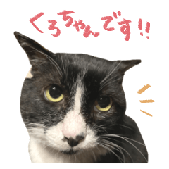 [LINEスタンプ] クロちゃんと仲間たち
