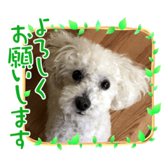 [LINEスタンプ] トイプードルの琥珀くん