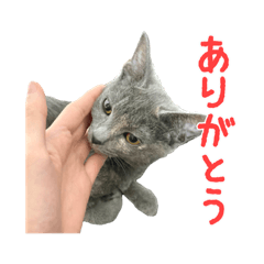 [LINEスタンプ] 保護猫きとら＆こはく