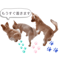 [LINEスタンプ] rolacoharuチワワ②