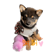 [LINEスタンプ] モリモトウメコハマメシバヨ