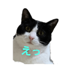 [LINEスタンプ] ママんちの猫たち