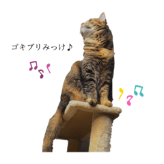 [LINEスタンプ] 愛猫すたんぷだよ