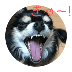 [LINEスタンプ] チワワのゆずたん(2)